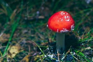 Young Amanita Muscaria, Known as the Fly Agaric or Fly Amanita. Healing and Medicinal Mushroom with Red Cap Growing in Forest. Can Be Used for Micro Dosing, Spiritual Practices and Shaman Rituals photo