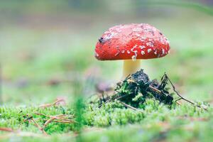 Amanita Muscaria, Known as the Fly Agaric or Fly Amanita. Healing and Medicinal Mushroom with Red Cap Growing in Forest. Can Be Used for Micro Dosing, Spiritual Practices and Shaman Rituals photo