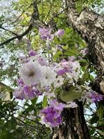 Portrait White and purple flower photo