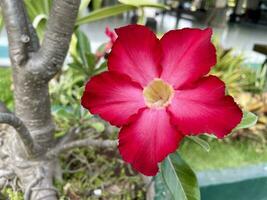 Japanese frangipani or adenium Adenium obesum Red flower. photo