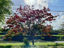 Lush green foliage and blooming Of Royal Poinciana Flame Tree flowers under a blue sky photo