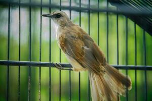 Portrait of a bird in a cage or cage. photo