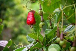 anacardo, anacardo, o anacardo es un tipo de planta desde el anacardiaceae familia foto