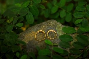 Two gold engagement rings on a stone and among aesthetic green foliage plants photo