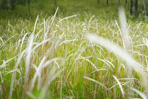 Alang-alang. Reeds. Imperata cylindrica, or 'Lalang' in Malay, is a perennial rhizomatous grass native to east and southeast Asia. photo