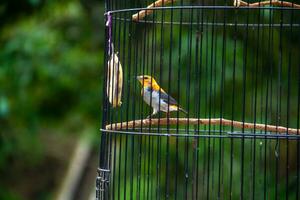 Portrait of a bird in a cage or cage. photo