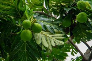 panapen, kulu, surgir o surgir es el nombre de un tipo de árbol ese osos fruta. foto