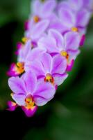 Plants or weeds that grow in nature or forest. photo