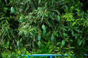 Sweet green mango fruit still hanging on the tree. photo