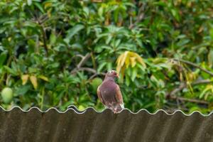 Pigeons and doves belong to the Columbidae family or dove-beaked birds from the Columbiformes order photo