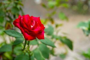 rosas son herbáceo plantas, el arboles tener espinas foto