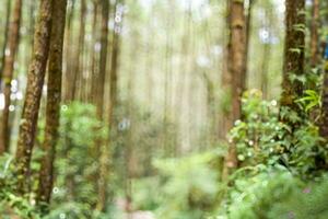 Abstract background of defocused green nature or trees. photo