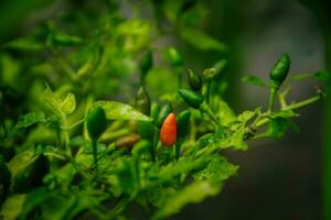 small chilies or cayenne peppers that are still on the tree. photo