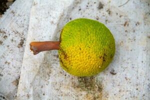 Breadfruit, kulur, arise or arise is the name of a type of tree that bears fruit. photo