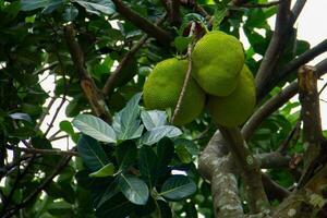 Jackfruit is the name of a type of tree, as well as its fruit. photo