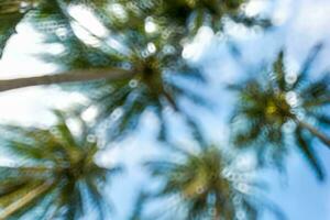 Abstract background of defocused green nature or trees. photo