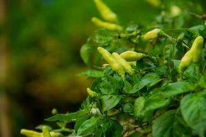 small chilies or cayenne peppers that are still on the tree. photo