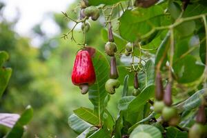 anacardo, anacardo, o anacardo anacardo occidentale es un tipo de planta desde el anacardiaceae familia foto