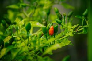 small chilies or cayenne peppers that are still on the tree. photo