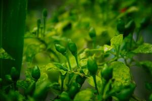 pequeño chiles o pimentón pimientos ese son todavía en el árbol. foto