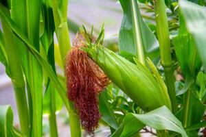 Corn is one of the most important carbohydrate-producing food crops in the world photo