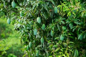 Sweet green mango fruit still hanging on the tree. photo