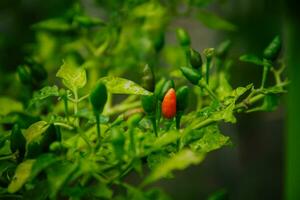 small chilies or cayenne peppers that are still on the tree. photo