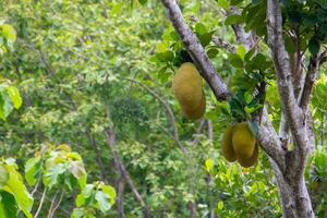 Jackfruit is the name of a type of tree, as well as its fruit. Jackfruit trees belong to the Moraceae photo