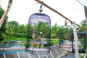 Portrait of a bird in a cage or cage. photo