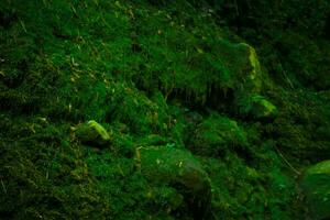 río musgo adjunto a rocas foto