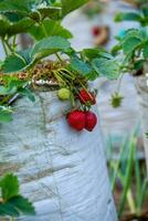 Fresh ripe strawberries on branch photo