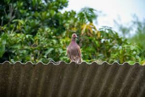 Pigeons and doves belong to the Columbidae family or dove-beaked birds from the Columbiformes order photo