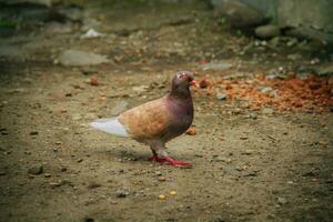 Pigeons and doves belong to the Columbidae family or dove-beaked birds from the Columbiformes order photo