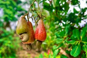 Cashew, cashew, or cashew is a type of plant from the Anacardiaceae family photo