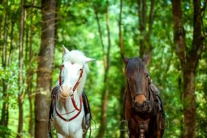 dos caballos negro y blanco foto