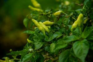 small chilies or cayenne peppers that are still on the tree. photo