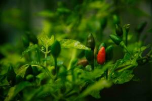 small chilies or cayenne peppers that are still on the tree. photo