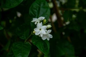 jazmín es un ornamental flor planta en el formar de un arbusto con erguido tallos ese vive para años. foto