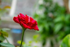 rosas son herbáceo plantas, el arboles tener espinas foto