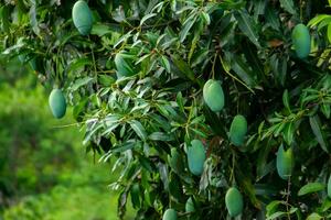 dulce verde mango Fruta todavía colgando en el árbol. foto