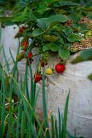 Fresh ripe strawberries on branch photo