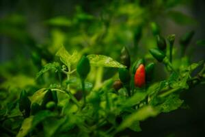 pequeño chiles o pimentón pimientos ese son todavía en el árbol. foto