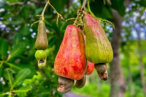 Cashew, cashew, or cashew is a type of plant from the Anacardiaceae family photo