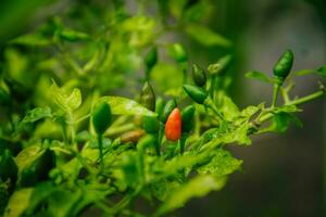 small chilies or cayenne peppers that are still on the tree. photo