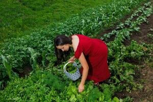 A woman in a red dress collects lettuce leaves, arugula, dill, cilantro, parsley in the garden. Growing organic greens and herbs for cooking. Concept of healthy eating photo