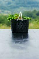Organic salad plants in plastic breakfast basket, on black background, organic salad in gardening, selective focus, farming and grow your own food concept. Eco-green Healthy Eating photo
