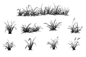 hand drawn grass illustration vector