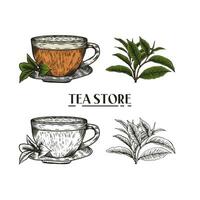 Hand drawn tea cup and tea leaf illustration in engraving style for menu or cafe. vector