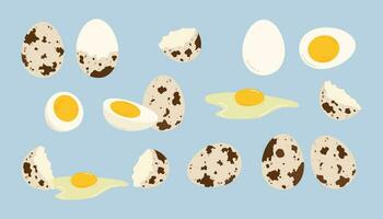 Set of quail eggs. Flat vector isolated illustration