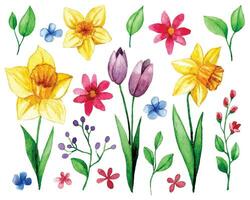 set with spring flowers. watercolor drawing of daffodils, tulips, cosmos, leaves and branches vector